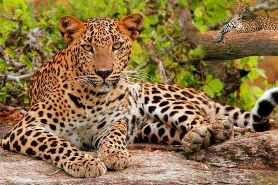 Golden Triangle with Wildlife – 9 Nights & 10 Days