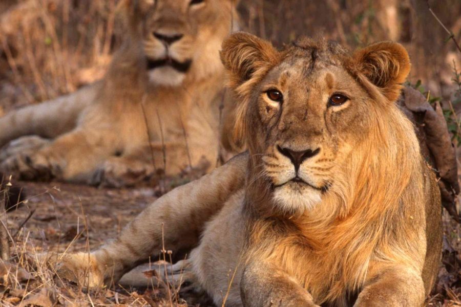 Gir National Park Tour From Ahmedabad – 2 Nights &  3 Days