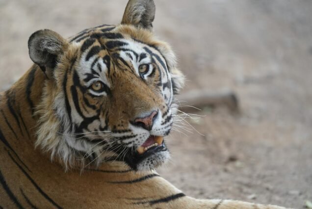 Close-up shot of a Bengal tiger in a natural habitat, Rajasthan, India.