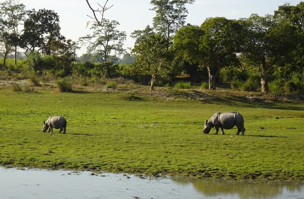 rhinoceros, rhino, one-horned