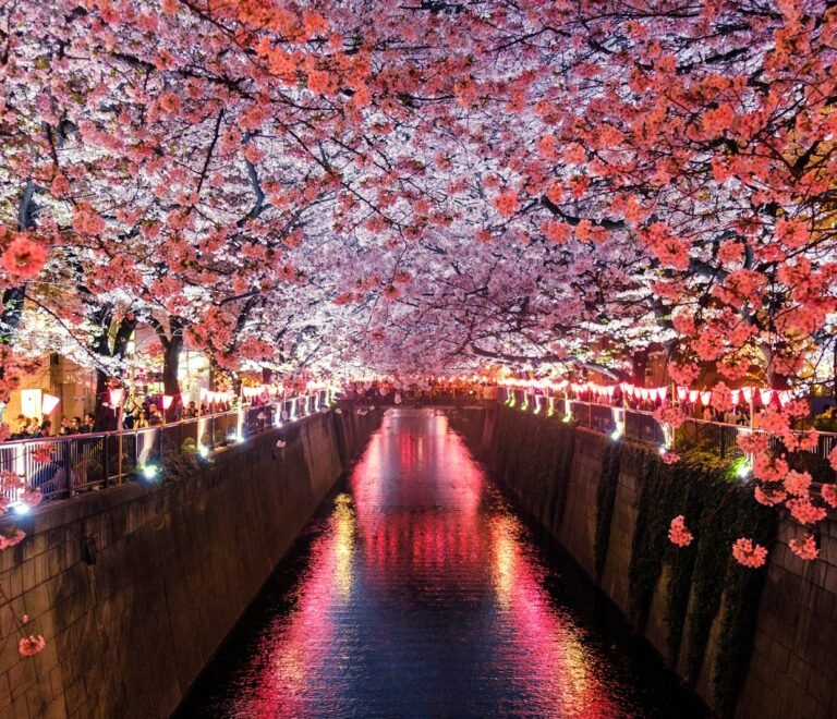 canal between cherry blossom trees