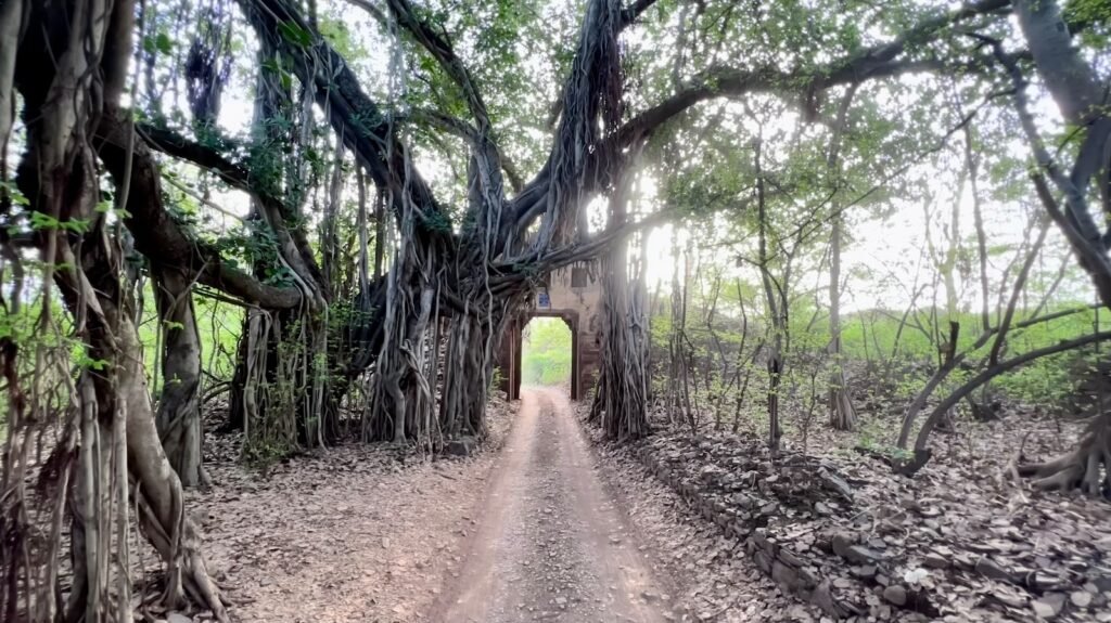 a dirt road surrounded by trees with a tunnel in the middle