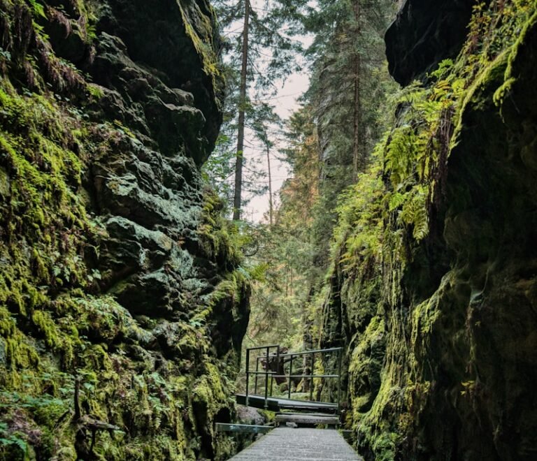 A narrow road surrounded by green trees and rocks