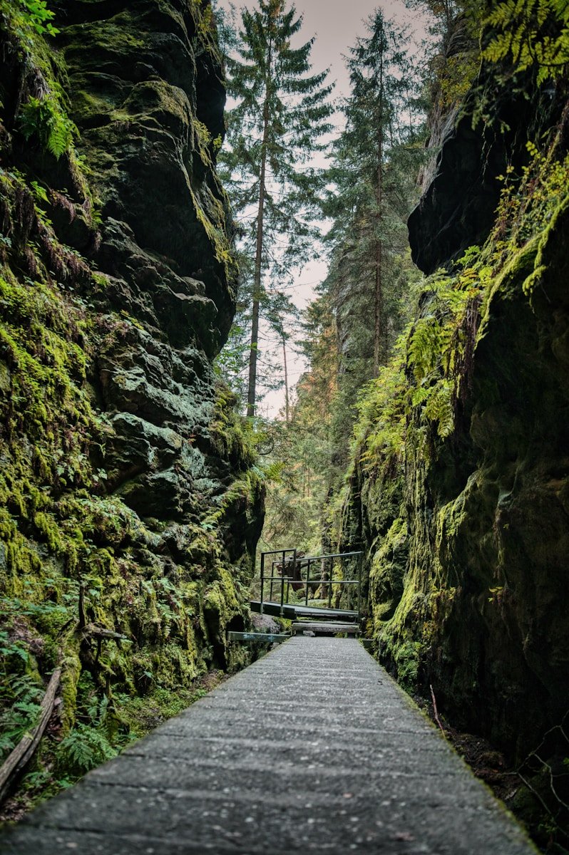 A narrow road surrounded by green trees and rocks