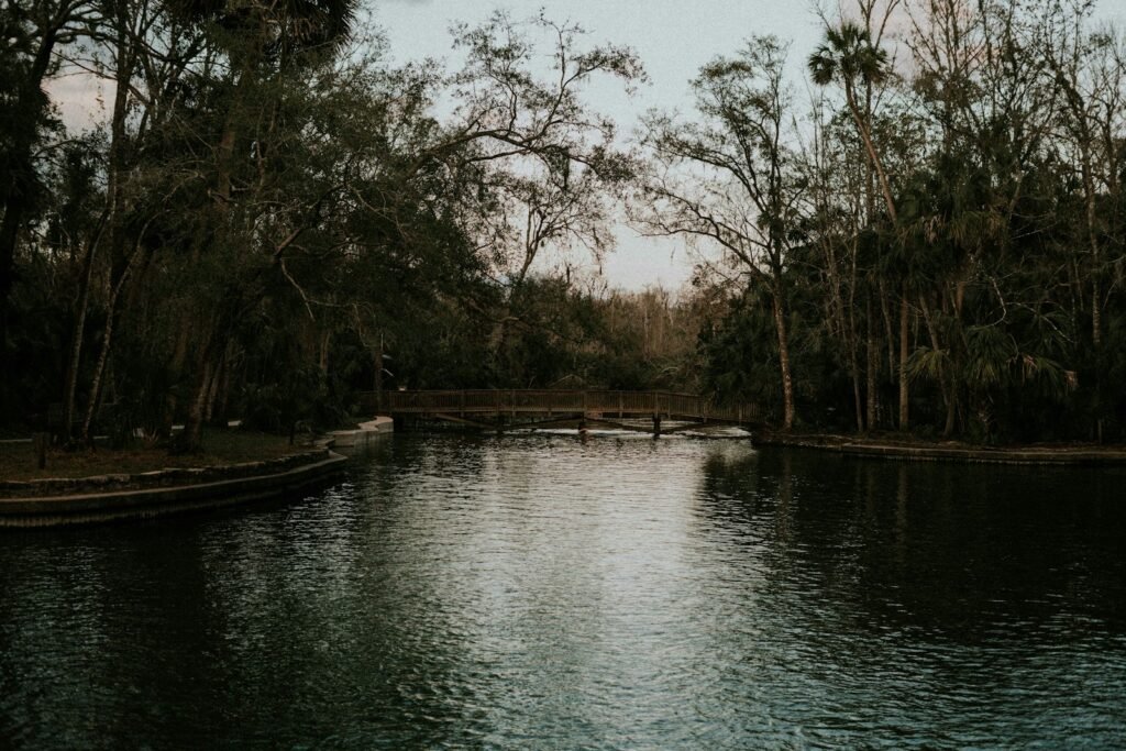 green trees near body of water