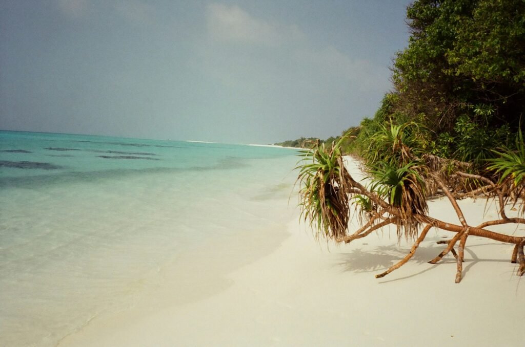 a beach with a tree branch sticking out of the water