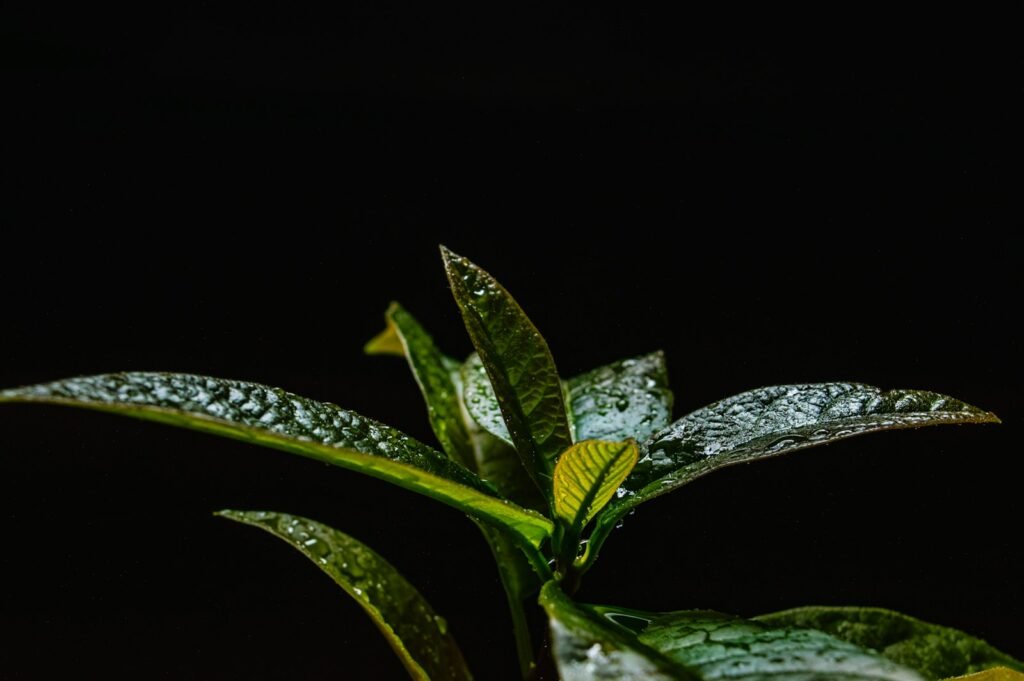 a close up of a plant with water droplets on it