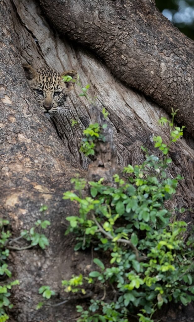 a leopard hiding in a tree in the jungle