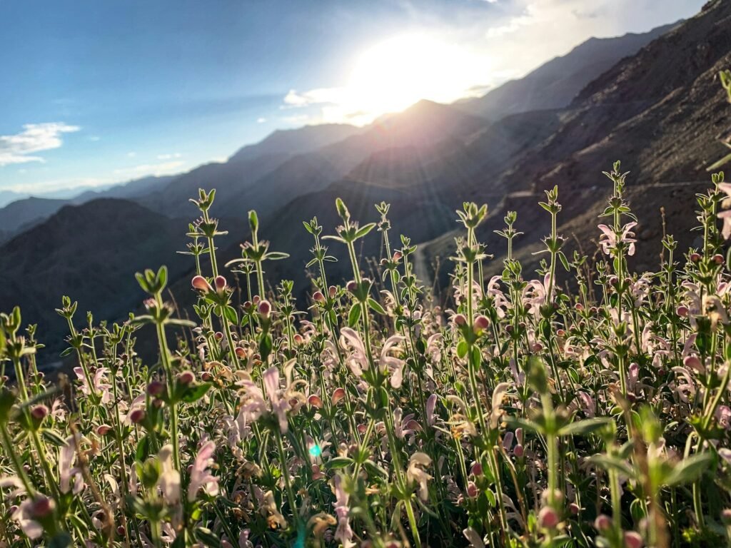 green grass on mountain during daytime