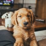 golden retriever puppy on persons lap