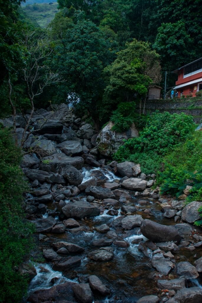 a river running through a lush green forest