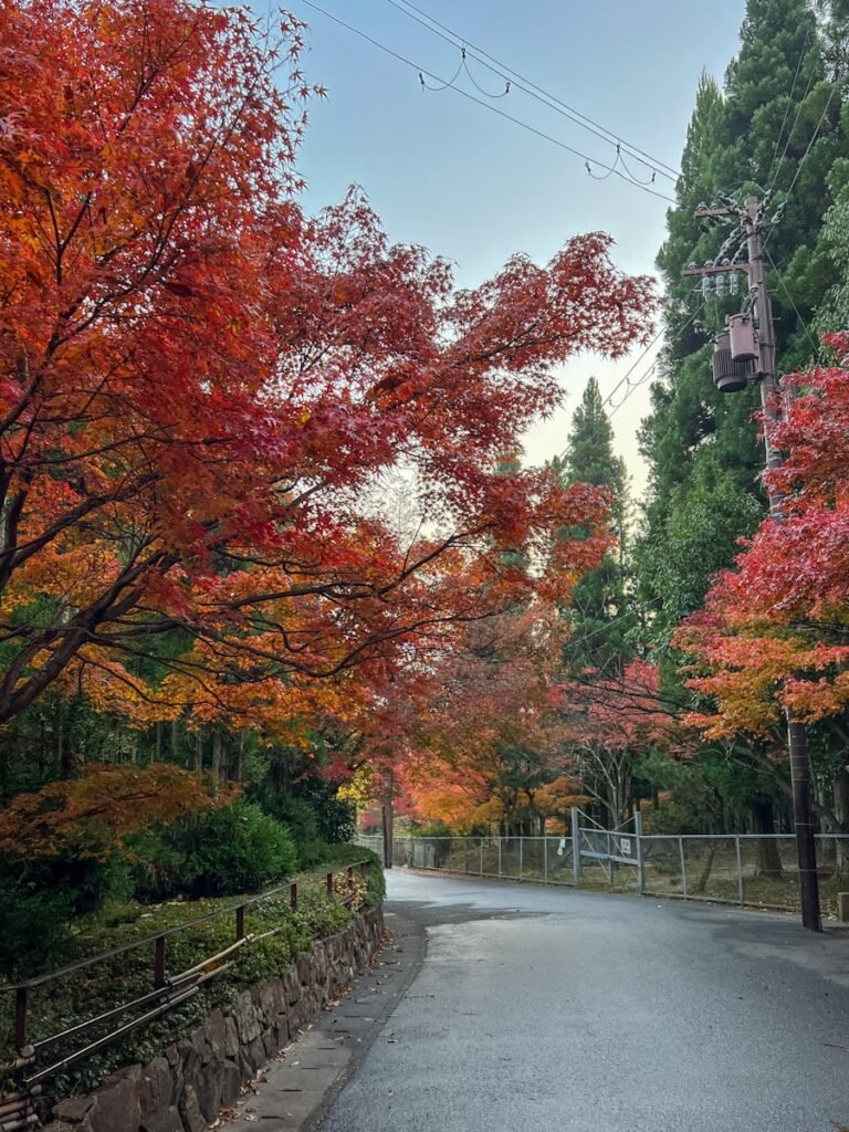 An empty road surrounded by trees with red leaves